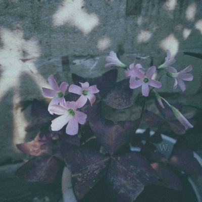 购彩中心app下载